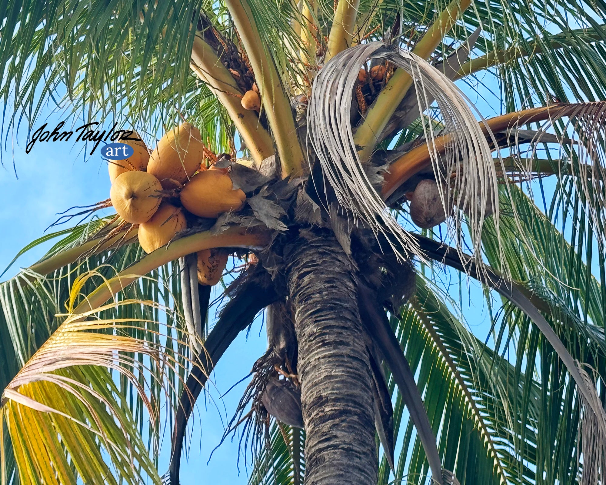 Coconut Palm - Philippines - 8x10 - Easy Digital Download!