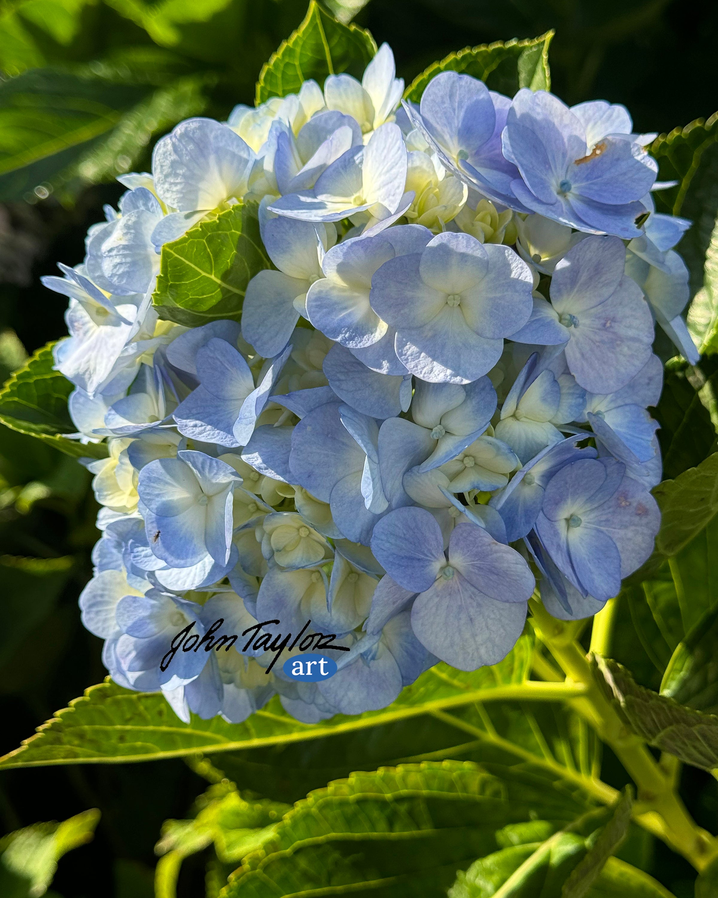 Hydrangea Flower - Philippines - 11x17 - Easy Digital Download!