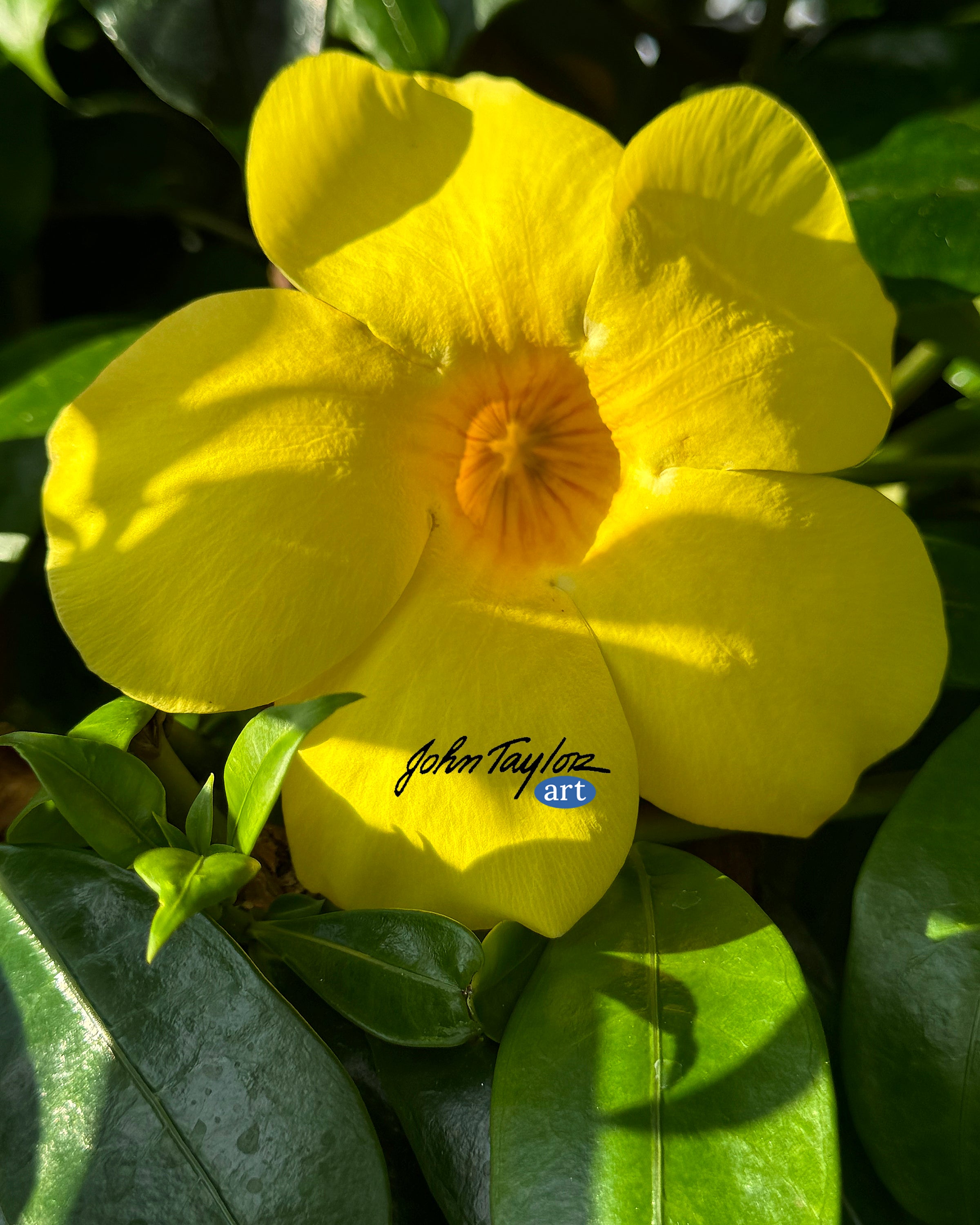 Yellow Bell Flower - Philippines - 8x10 - Easy Digital Download!