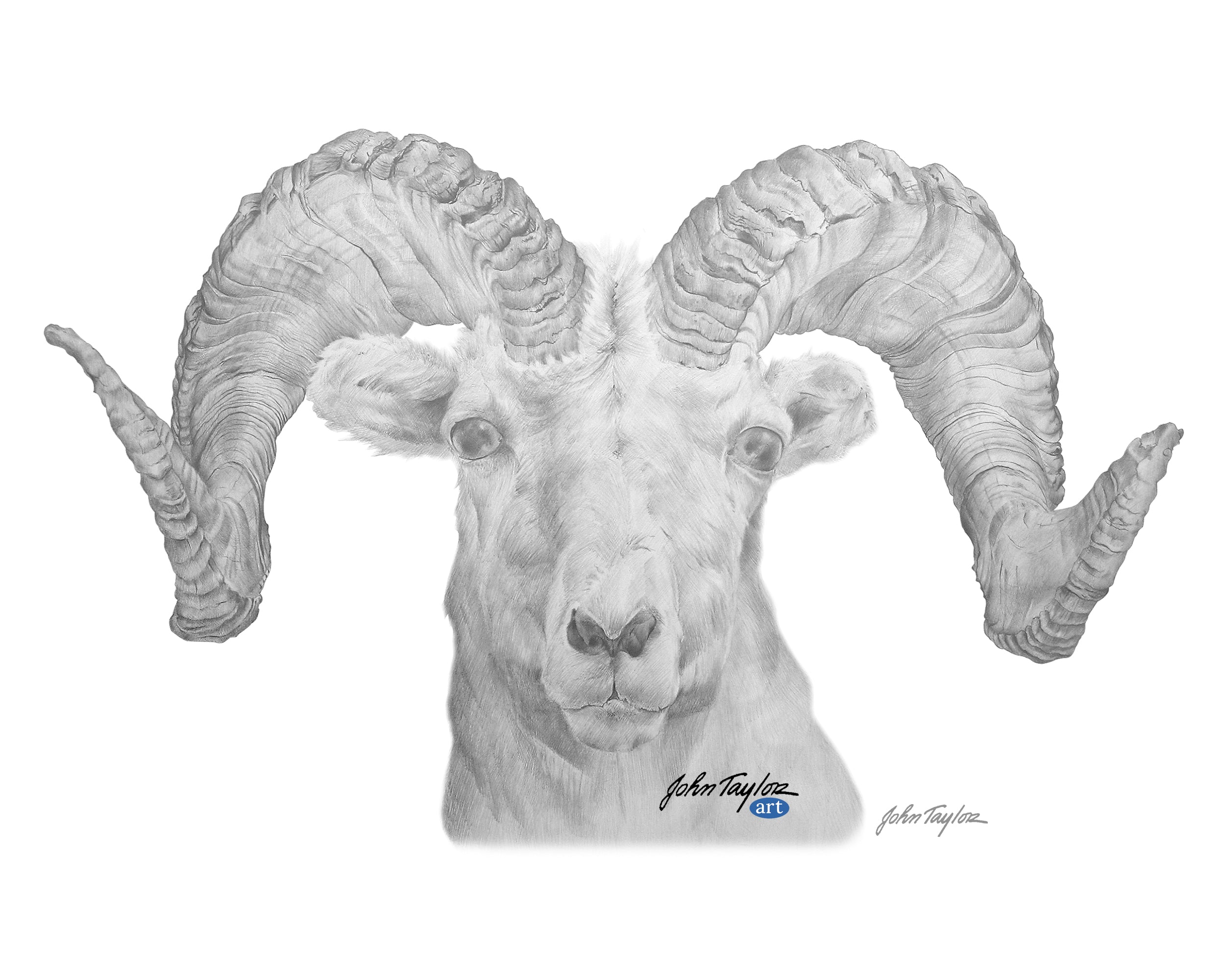 Dall Sheep - Hand-Drawn Illustration - 8x10 - Easy Digital Download!
